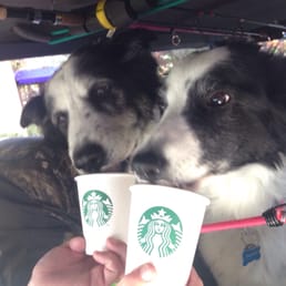 Puppychino!!!!!   Thanks to Anthony for making their morning so bright!!!!