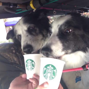 Starbucks - Puppychino!!!!!   Thanks to Anthony for making their morning so bright!!!! - Coffee & Tea Near Me - Reno, Nevada