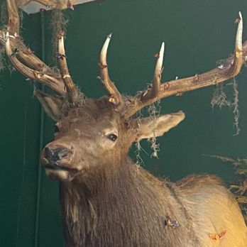 The Cut Cocktail Lounge - a deer head mounted on a wall - Cocktail Bars Near Me - Sylva, North Carolina The Cut Cocktail Lounge - a deer head mounted on a wall - Cocktail Bars Near Me - Sylva, North Carolina