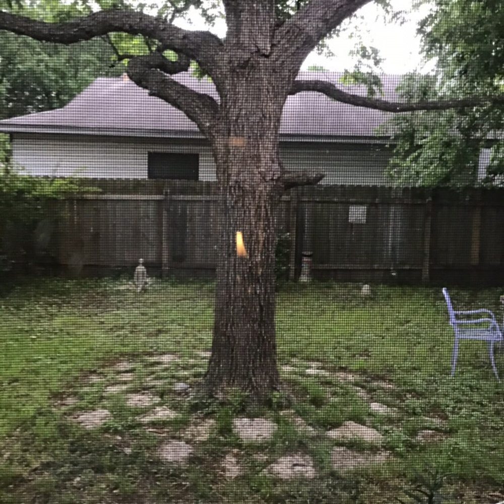 Austex Tree Service - Tree Services Near Me - Round Rock, Texas Austex Tree Service - Tree Services Near Me - Round Rock, Texas