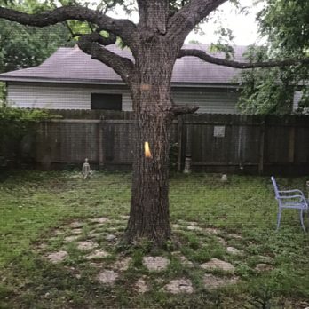 Austex Tree Service - Tree Services Near Me - Round Rock, Texas