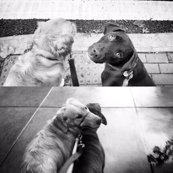 Benterprise Dog Walking - Fudge and henry, BFFs - Dog Walkers Near Me Benterprise Dog Walking - Fudge and henry, BFFs - Dog Walkers Near Me