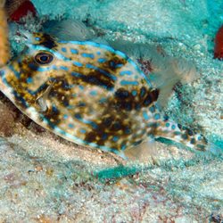 The Kyalami Scuba Club - Cowfish