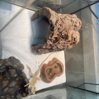 Pratt's Pets - Mesa - Bearded dragon - Pet Stores Near Me - Mesa, Arizona