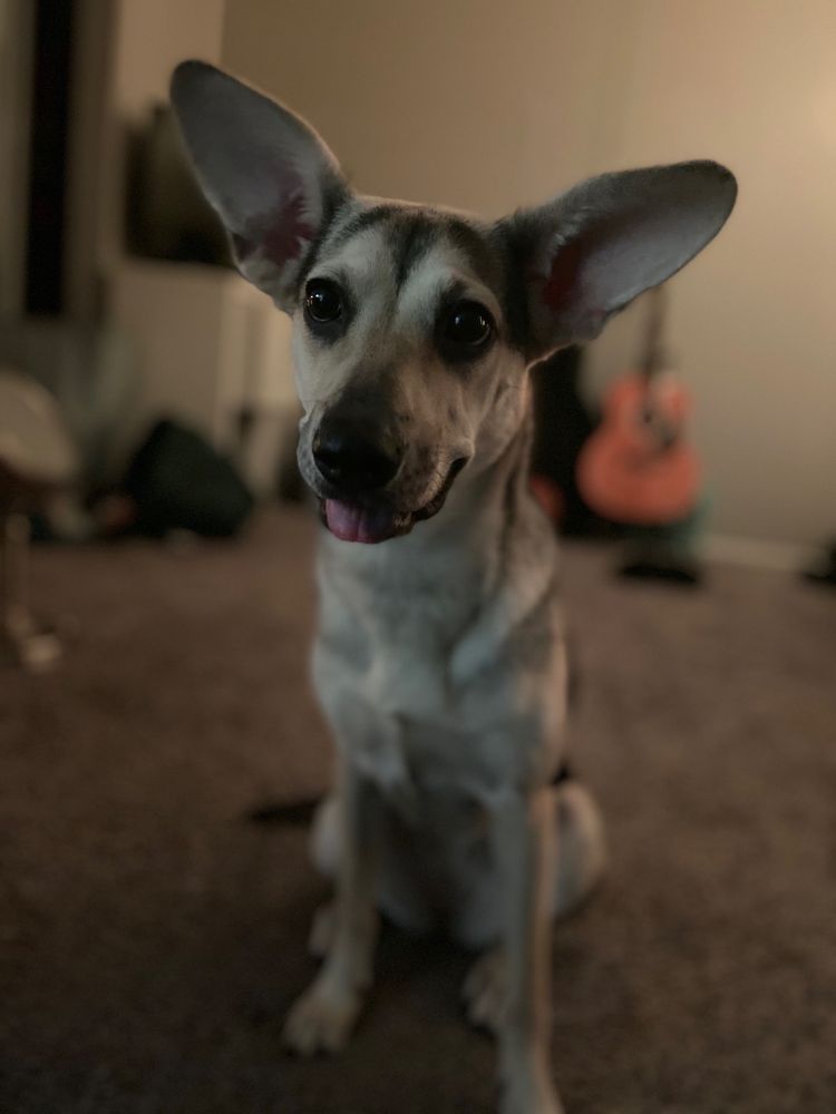 JAY BEES KENNEL Updated August 2024 27 Photos & 15 Reviews 9124