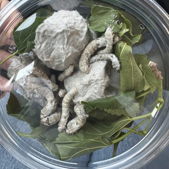 REPTILE FACTORY- RIVERSIDE - Silk worms - Reptile Shops Near Me - Riverside, California REPTILE FACTORY- RIVERSIDE - Silk worms - Reptile Shops Near Me - Riverside, California