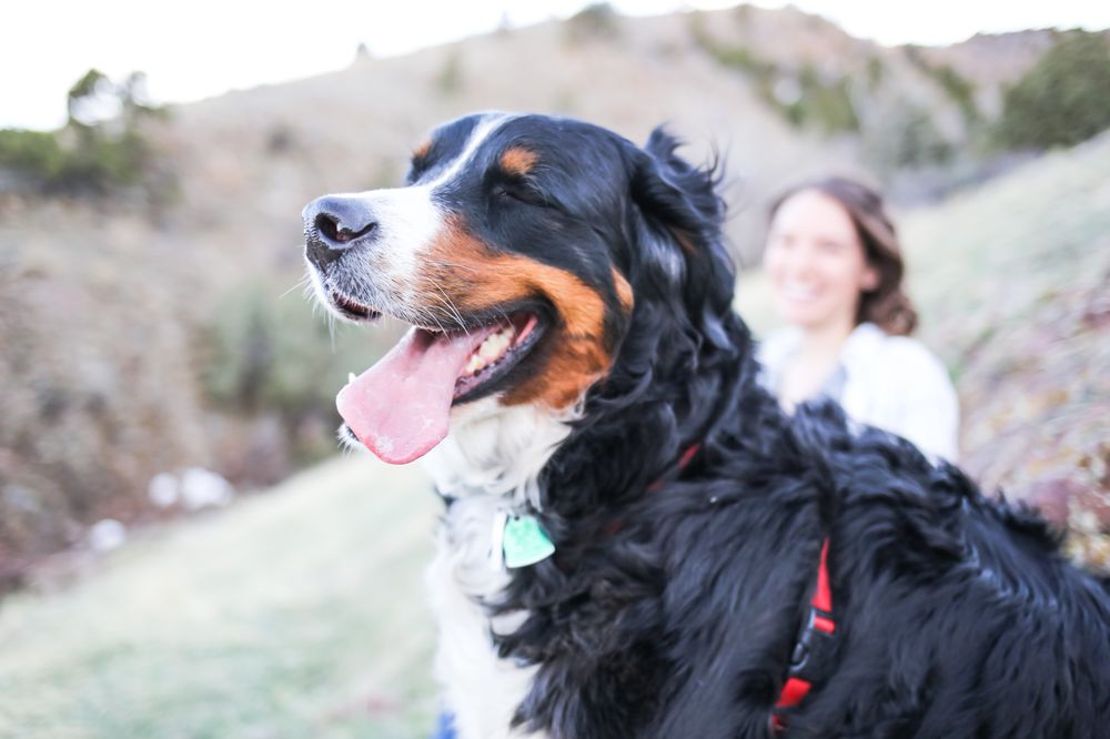 JM KENNELS Updated October 2024 13 Photos 8029 County Rd 50