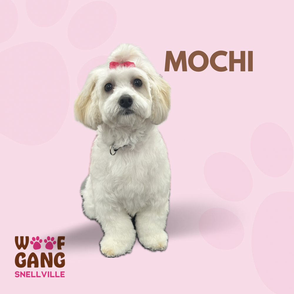 WOOF GANG BAKERY & GROOMING Updated September 2024 11 Photos 1850