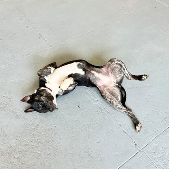 Oh Hello Dog - Pet Boarding Near Me - Los Angeles, California Oh Hello Dog - Pet Boarding Near Me - Los Angeles, California