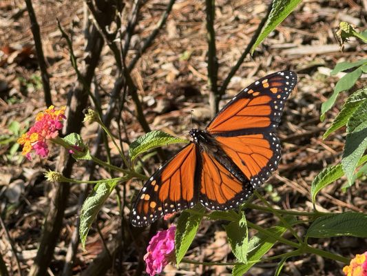 Garvan Woodland Gardens by null