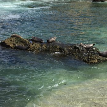La Jolla Cove - Seals and Sea Lions on La Jolla Beach - Parks Near Me - La Jolla, California La Jolla Cove - Seals and Sea Lions on La Jolla Beach - Parks Near Me - La Jolla, California