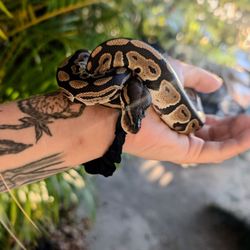 Island Animal Hospital - Soaking up his golden hour