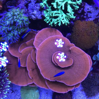 AquaHaus - Aquarium Services Near Me - Springfield, Virginia AquaHaus - Aquarium Services Near Me - Springfield, Virginia