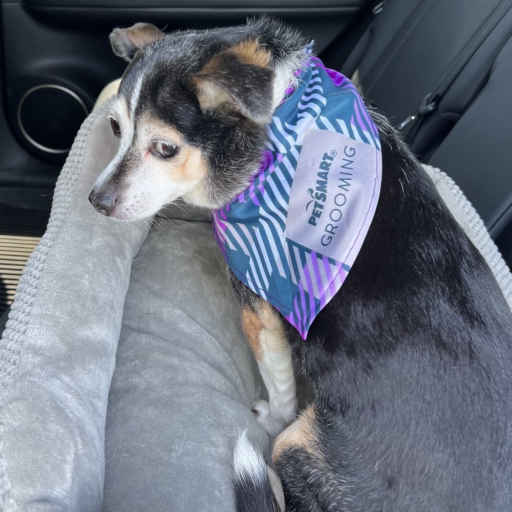 PetSmart - On the way home - Pet Training Near Me - Schenectady, New York PetSmart - On the way home - Pet Training Near Me - Schenectady, New York