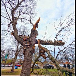 Dodd Camera - Beloved Treehouse in Lincoln Park.