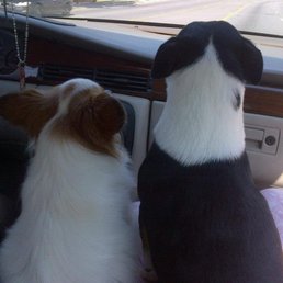 Daisy's companion for many years (Minnie) who was waiting on Daisy to join her.