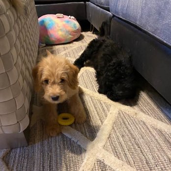 Trained Mini Labradoodle Puppies - Ivan and Molly - Pet Breeders Near Me