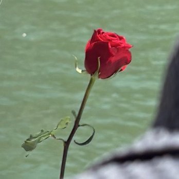 Luxe Cruises - Tossing roses off the stern in rememberence - Venues & Event Spaces Near Me - Alameda, California Luxe Cruises - Tossing roses off the stern in rememberence - Venues & Event Spaces Near Me - Alameda, California