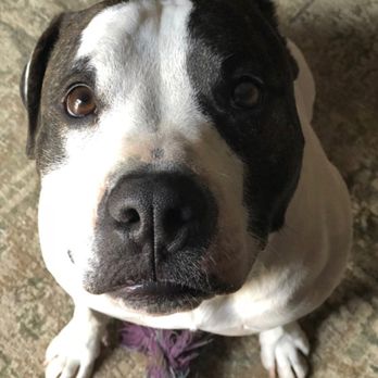 My Spoiled Pet - Pet Sitting Near Me - Oceanside, California
