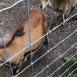 Tierpark