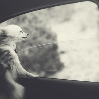 Paws and Prints Austin - Bowie leaving Pace Bend Park - Session Photography Near Me