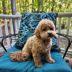 Lazy Days Dog Boarding