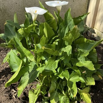 Armstrong Garden Centers - Calla Lily - Nurseries & Gardening Near Me - Costa Mesa, California Armstrong Garden Centers - Calla Lily - Nurseries & Gardening Near Me - Costa Mesa, California