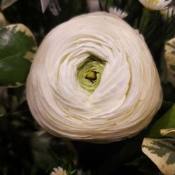 Corrine's Flowers & Gifts - Beautiful ranunculus!