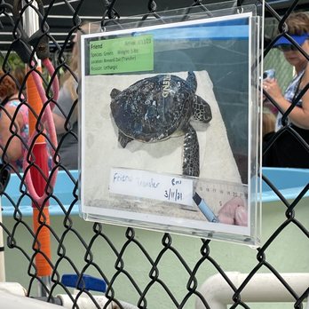 The Turtle Hospital - Veterinarians Near Me - Marathon, Florida The Turtle Hospital - Veterinarians Near Me - Marathon, Florida
