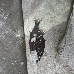 Phareodus Phareodus