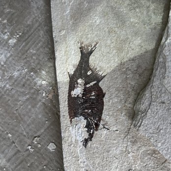 Ulrich's Fossil Gallery - Phareodus - Art Galleries Near Me - Kemmerer, Wyoming Ulrich's Fossil Gallery - Phareodus - Art Galleries Near Me - Kemmerer, Wyoming