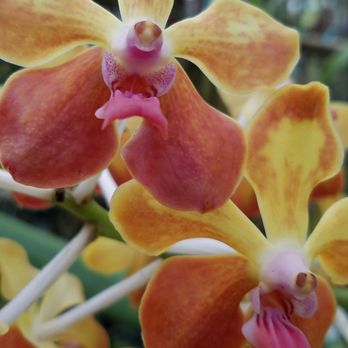 E.F.G. Orchids - Nurseries & Gardening Near Me - Deland, Florida E.F.G. Orchids - Nurseries & Gardening Near Me - Deland, Florida