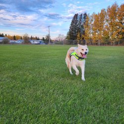 KOZY KENNELS - Happy Penny!