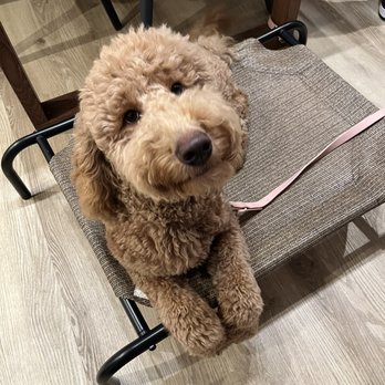 Your Dog Trainer - Daisy practicing her HW after her board n train! - Pet Training Near Me - Santa Ana, California