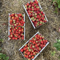 Diederich's Berry & Produce Farm - Three 5 pound baskets filled with gorgeous strawberries