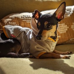 Capital Canine - This is Milo!