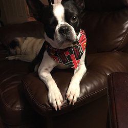 Top 10 Best Small Animal Veterinary Care near Frankfort