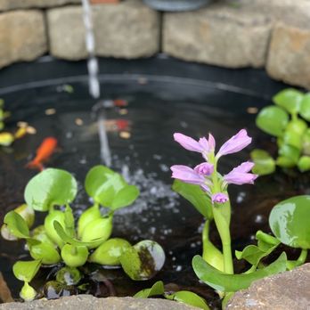 Sunland Water Gardens - Healthy fishes and waterlillies - Nurseries & Gardening Near Me - Sunland, California Sunland Water Gardens - Healthy fishes and waterlillies - Nurseries & Gardening Near Me - Sunland, California