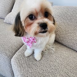 Puppy Day