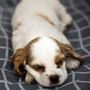 Photo of Gryphon Cocker Spaniels