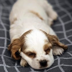 Gryphon Cocker Spaniels