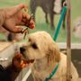 Photo of Dapper Doggery