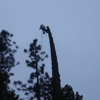 Blue Pine Works - Tree Services Near Me - Pine City, Minnesota Blue Pine Works - Tree Services Near Me - Pine City, Minnesota