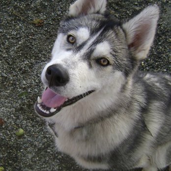 Canine Harmony - Pet Groomers Near Me - Surrey, British Columbia
