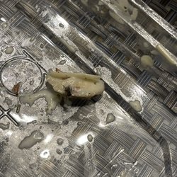 Salata - alive moving bug