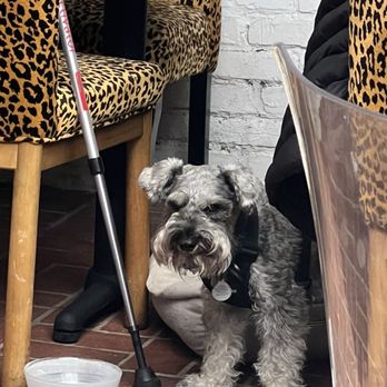 26 Beach Restaurant - Schnauzer with his parents who are locals - New American Near Me - Venice, California