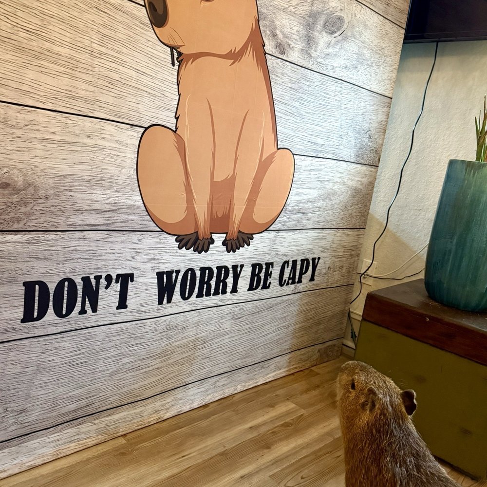 The Capybara Cafe - Themed Cafes Near Me - St. Augustine, Florida The Capybara Cafe - Themed Cafes Near Me - St. Augustine, Florida
