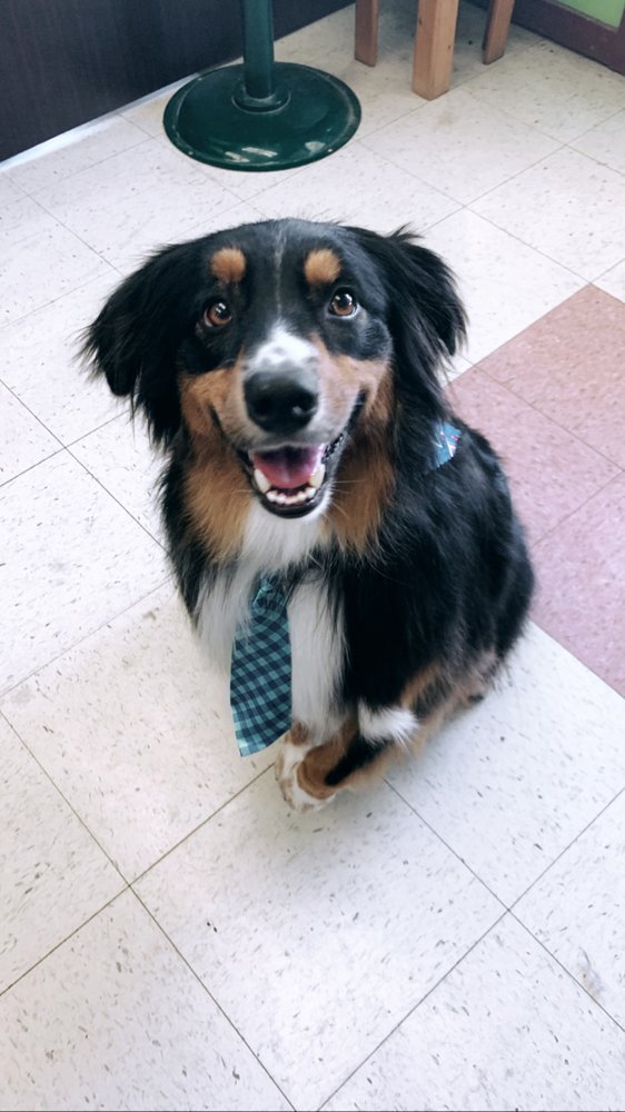 DOGZ ‘N CATZ 20 Photos & 35 Reviews 1418 Clovis Ave, Clovis