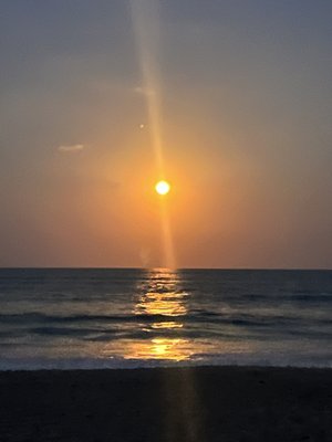 Coconuts on the Beach by null