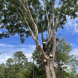 Atlanta's Best Tree & Stump Removal